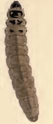 Larva Coleophora virgatella larva.JPG