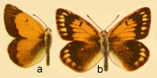 File:Colias arida in Die Großschmetterlinge der Erde.png