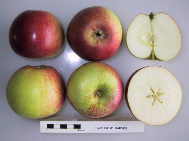 File:Cross section of Arthur W. Barnes, National Fruit Collection (acc. 1923-109).jpg