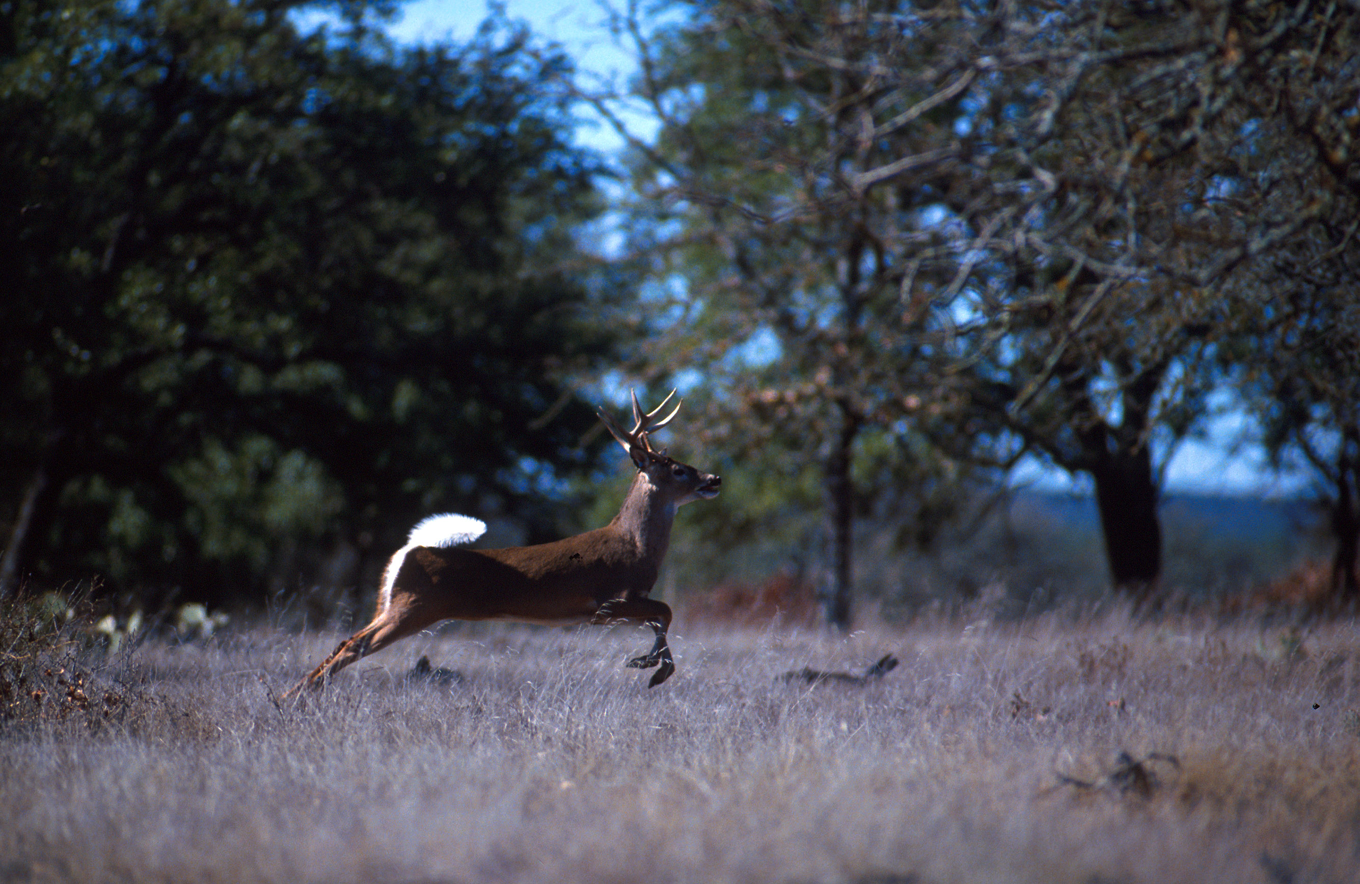 whitetail deer running