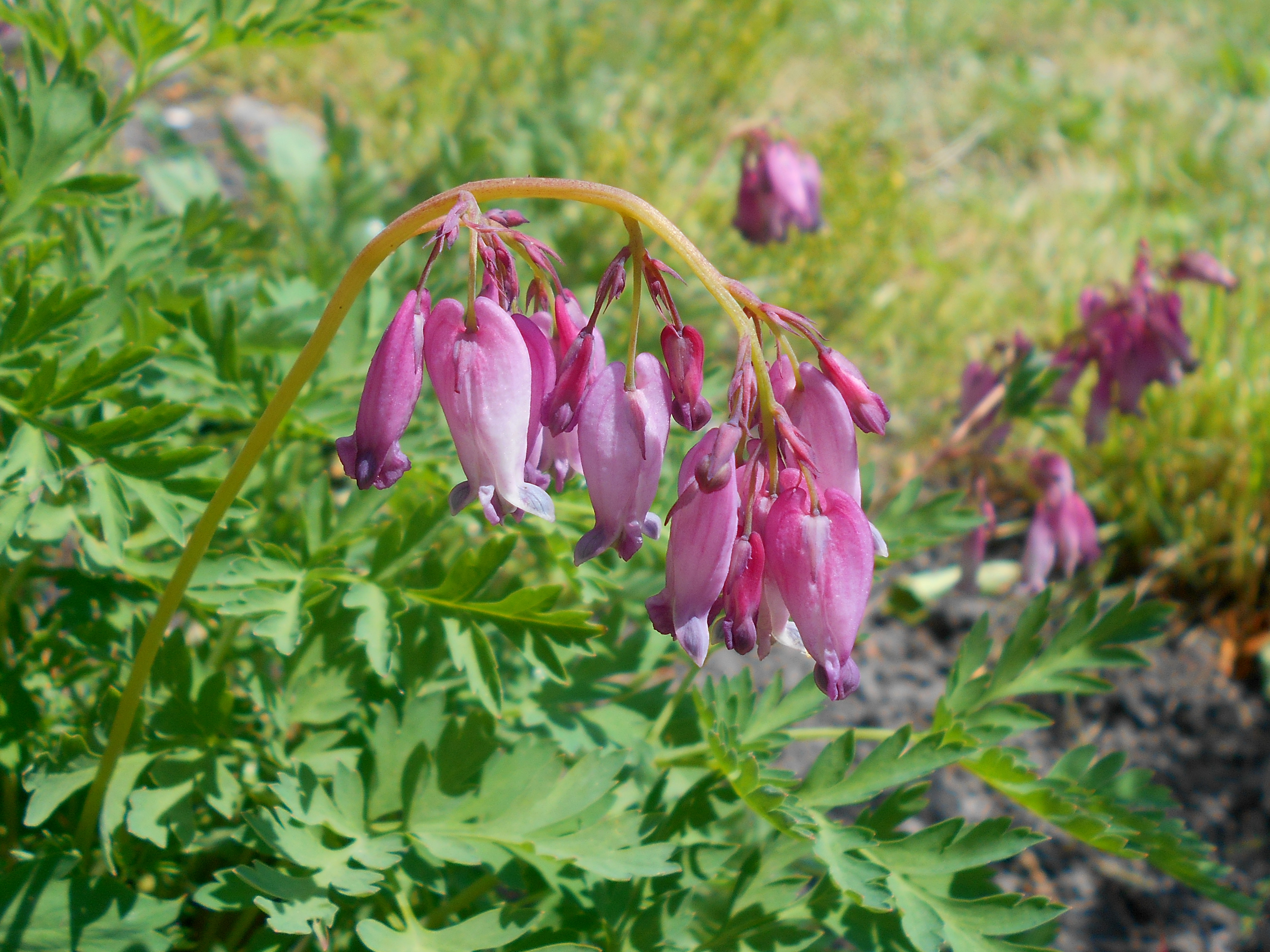 File Dicentra Formosa 2017 06 06 2932 Jpg Wikimedia Commons