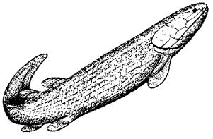 File:Ectosteorhachis.JPG