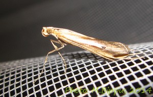 <i>Euclasta gigantalis</i> Species of moth