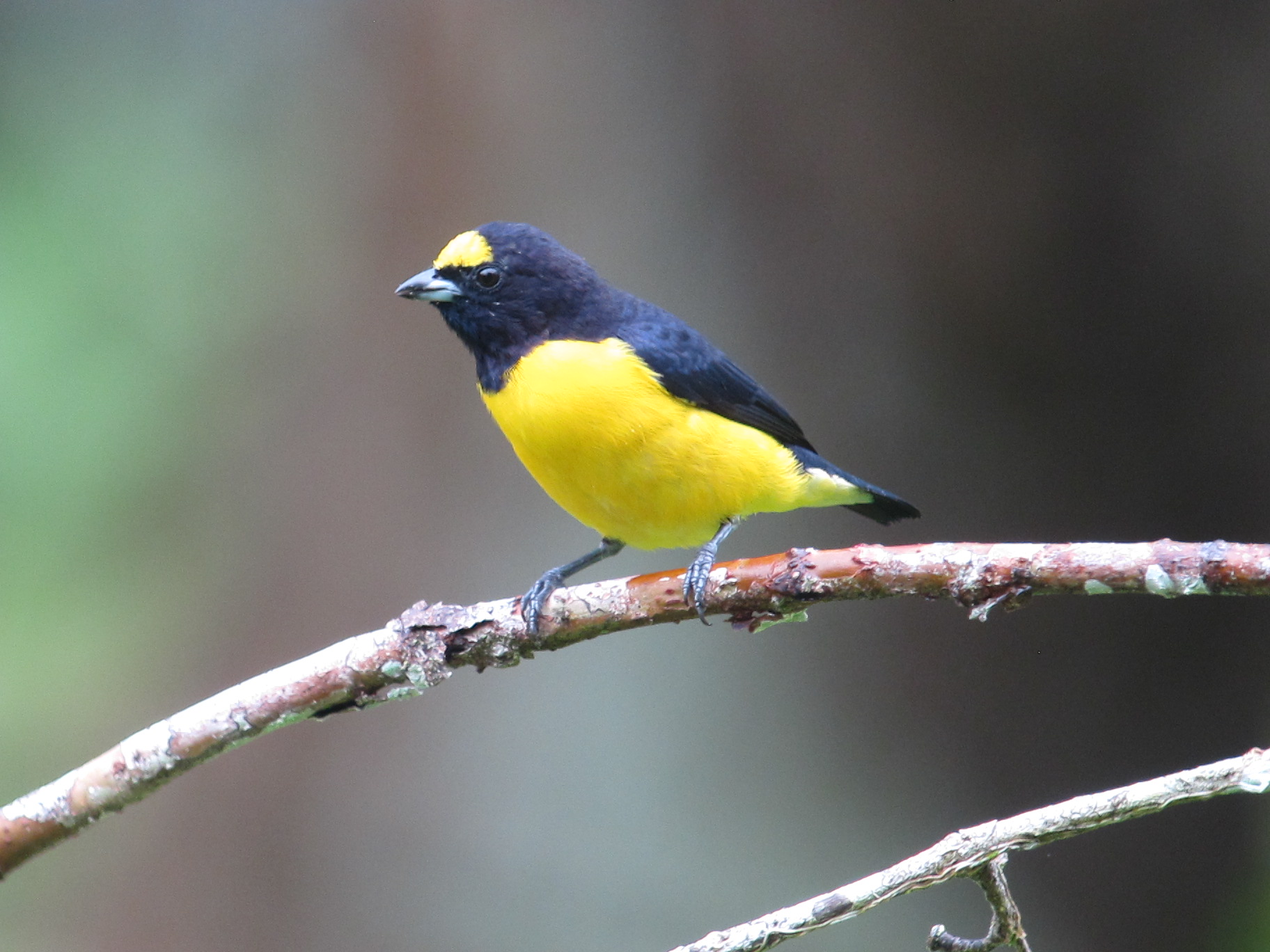 File:Euphonia chlorotica Eufonia Gorgipúrpura Purple-throated Euphonia  (18650537491).jpg - Wikimedia Commons