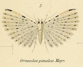 <i>Alucita pinalea</i> Species of many-plumed moth in genus Alucita