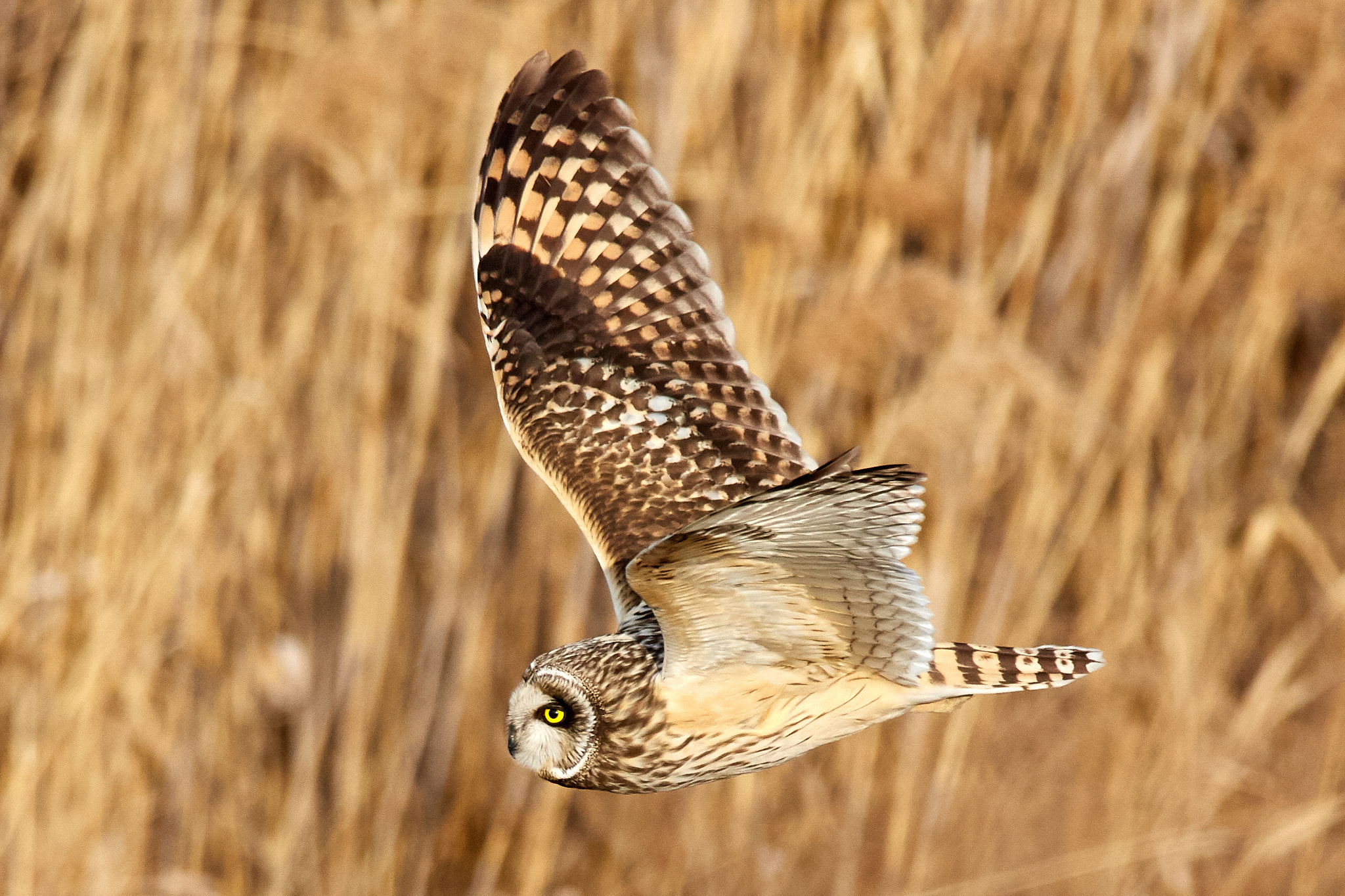 File Flying Owl Jpeg Wikimedia Commons