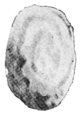 File:Geomalacus maculosus shell.jpg