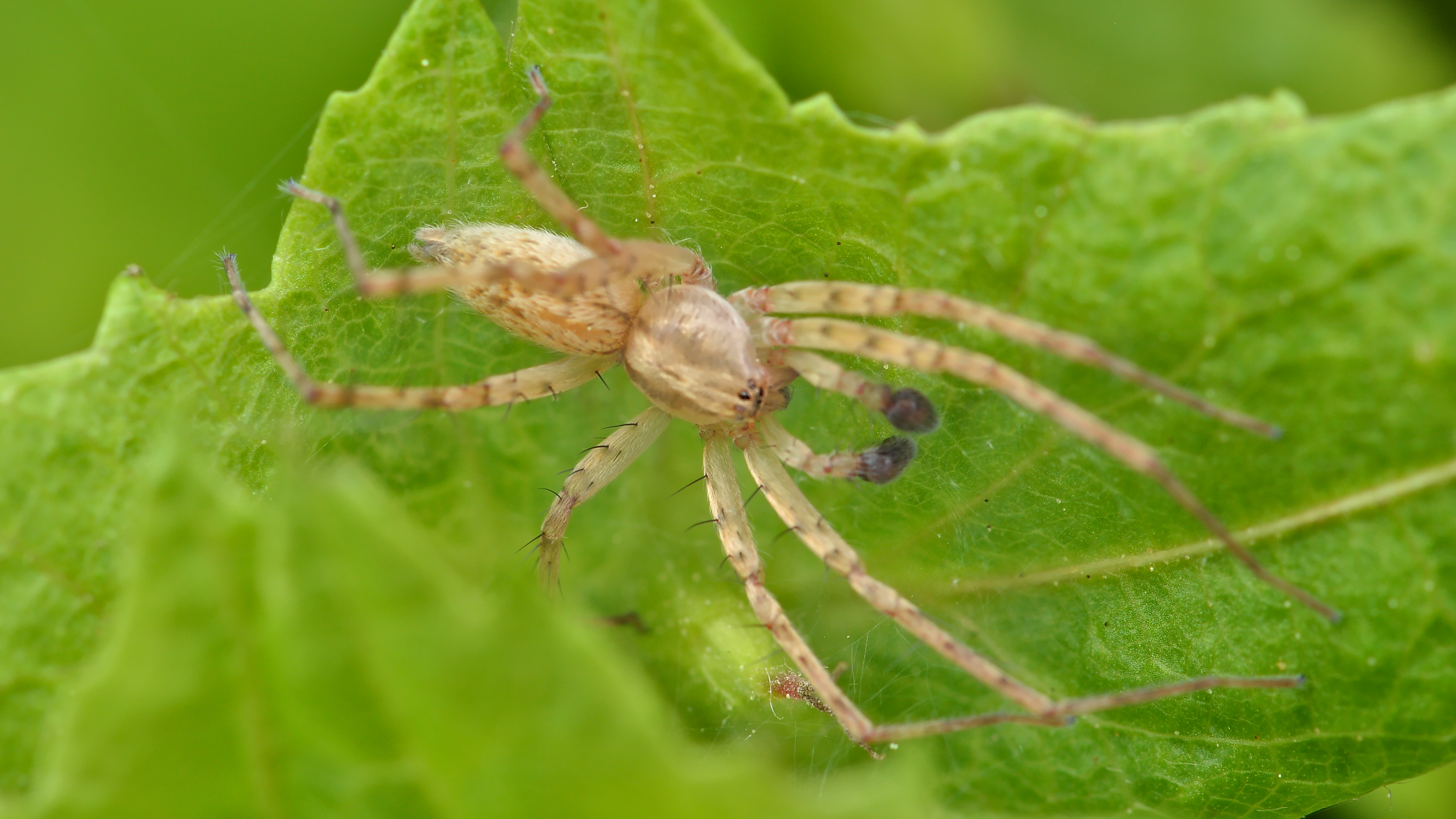 Ghost spider