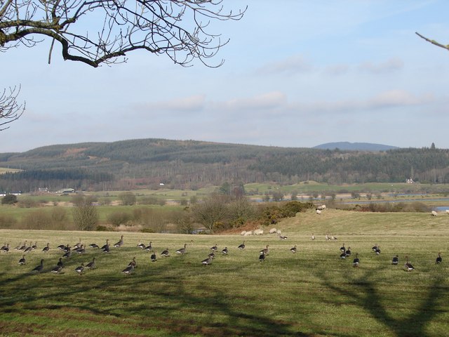 File:Greylag at Livingstone - geograph.org.uk - 690592.jpg