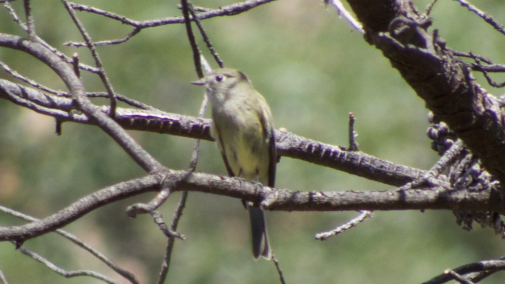 Hammond's Flycatcher - South Fork - Cave Creek- Portal - AZ - 2015-09-13at11-25-47 (21935932851).jpg