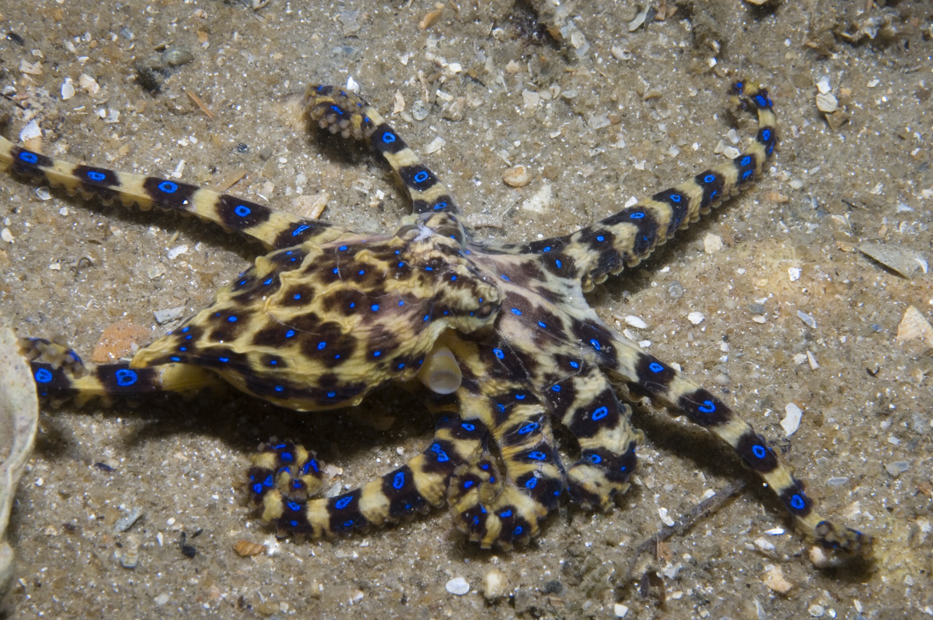 Blue-ringed octopus (highly venomous) on hand. : r/WTF