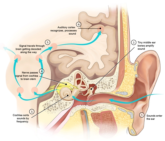 Hearing mechanics cropped