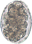 File:Hookworm egg.png