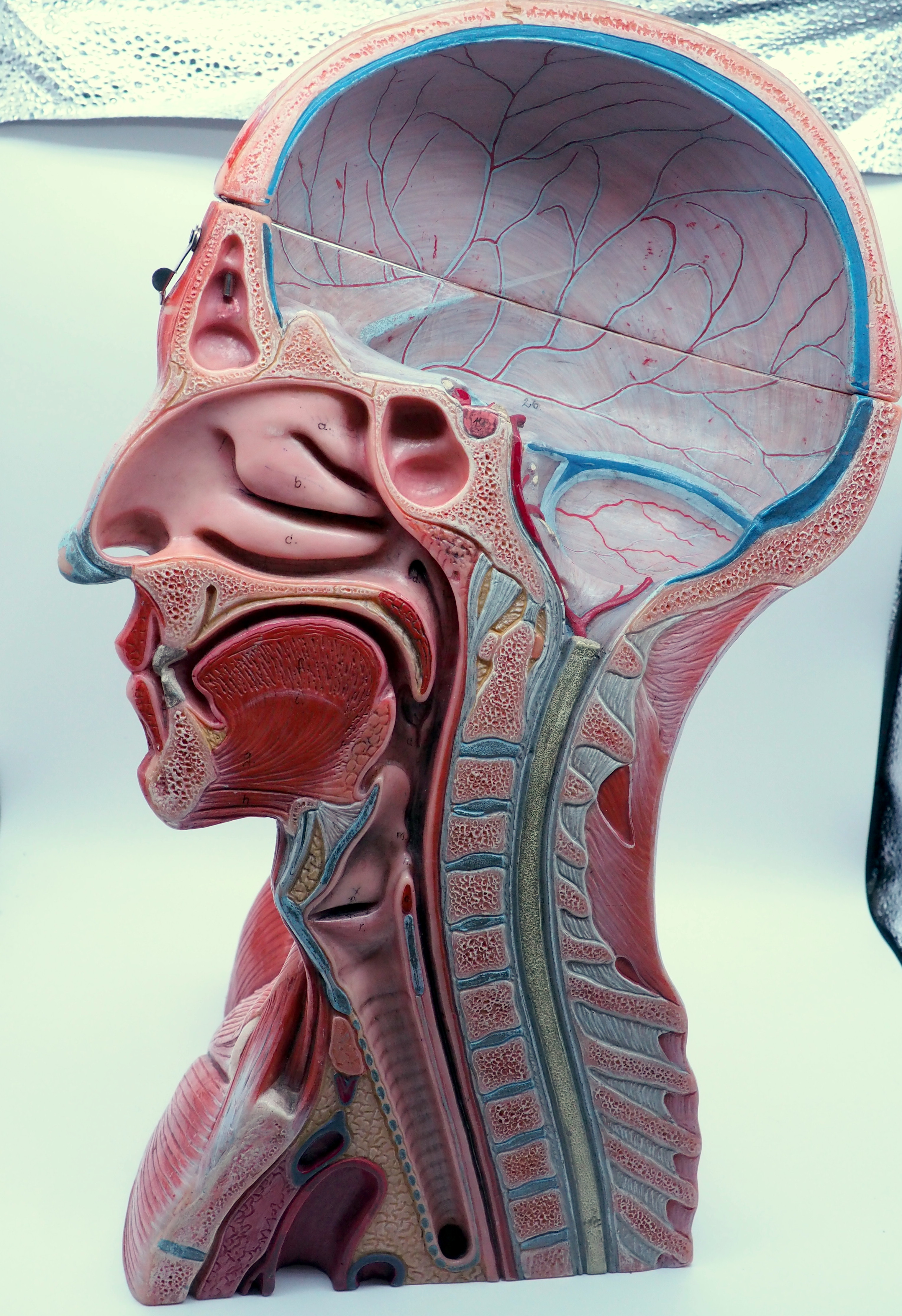 human head anatomy model