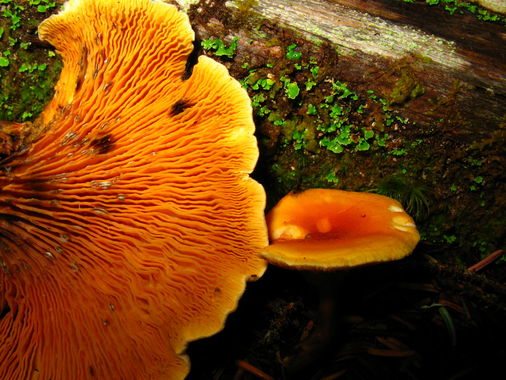 Hygrophoropsis aurantiaca (2) (8021247262).jpg