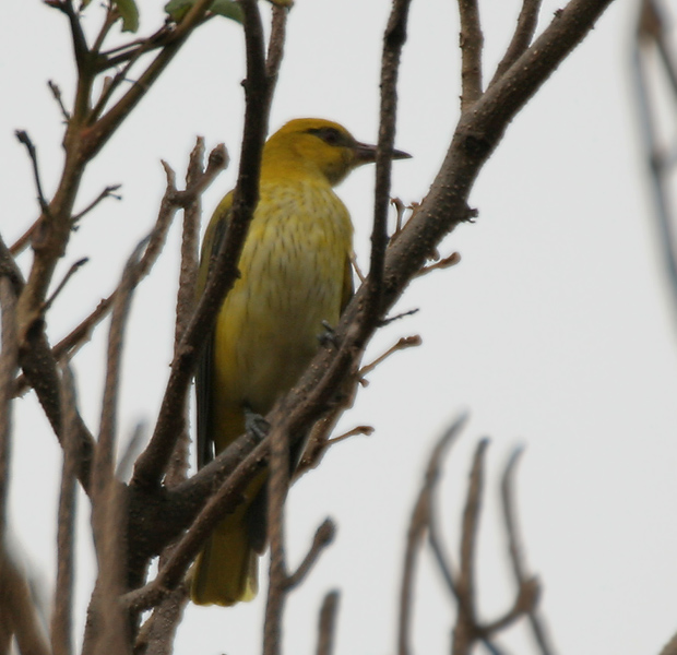 File:Indian Golden Oriole (Oriolus kundoo) in Hyderabad, AP W IMG 2585.jpg