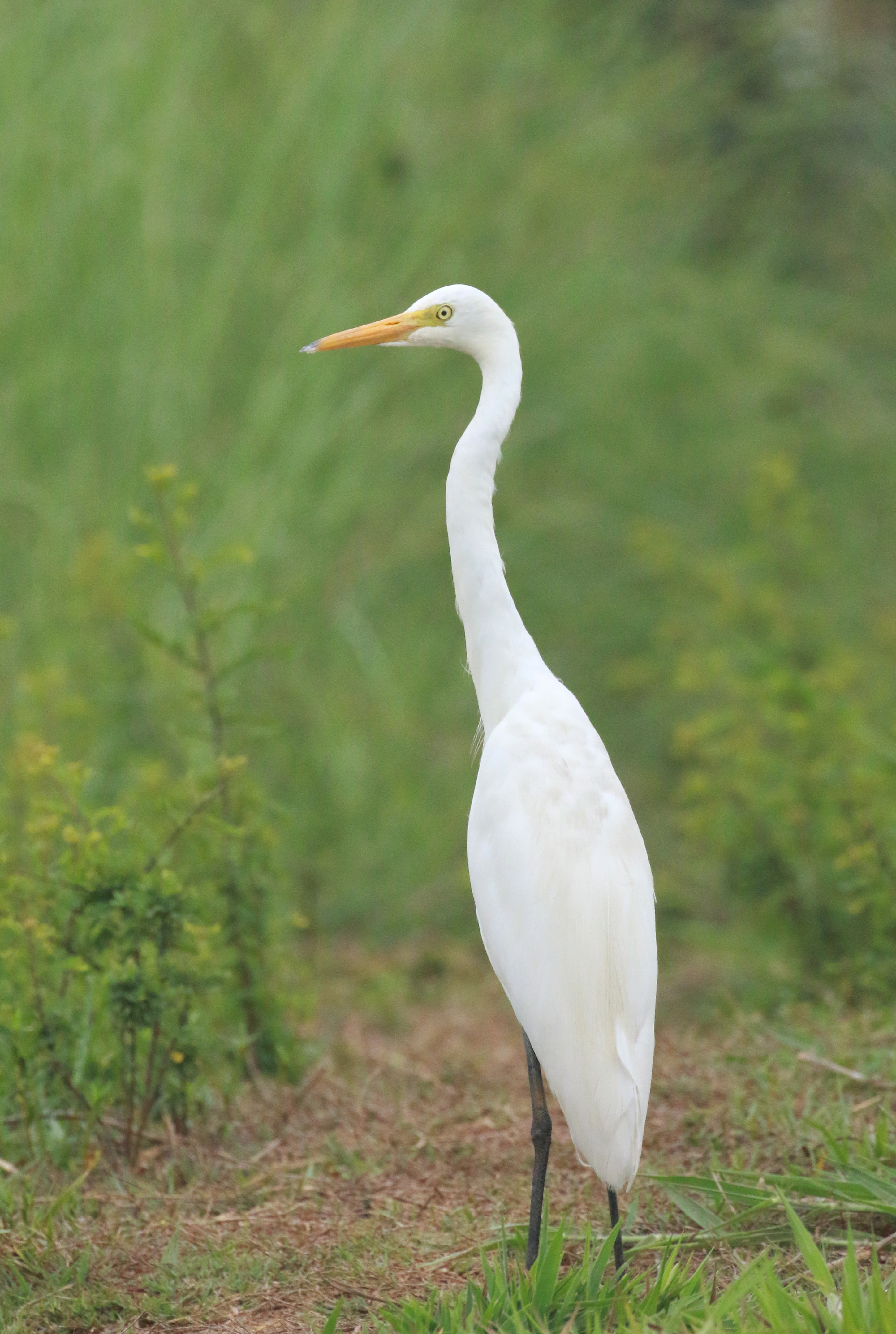 Intermediate Egret, Birds Wiki