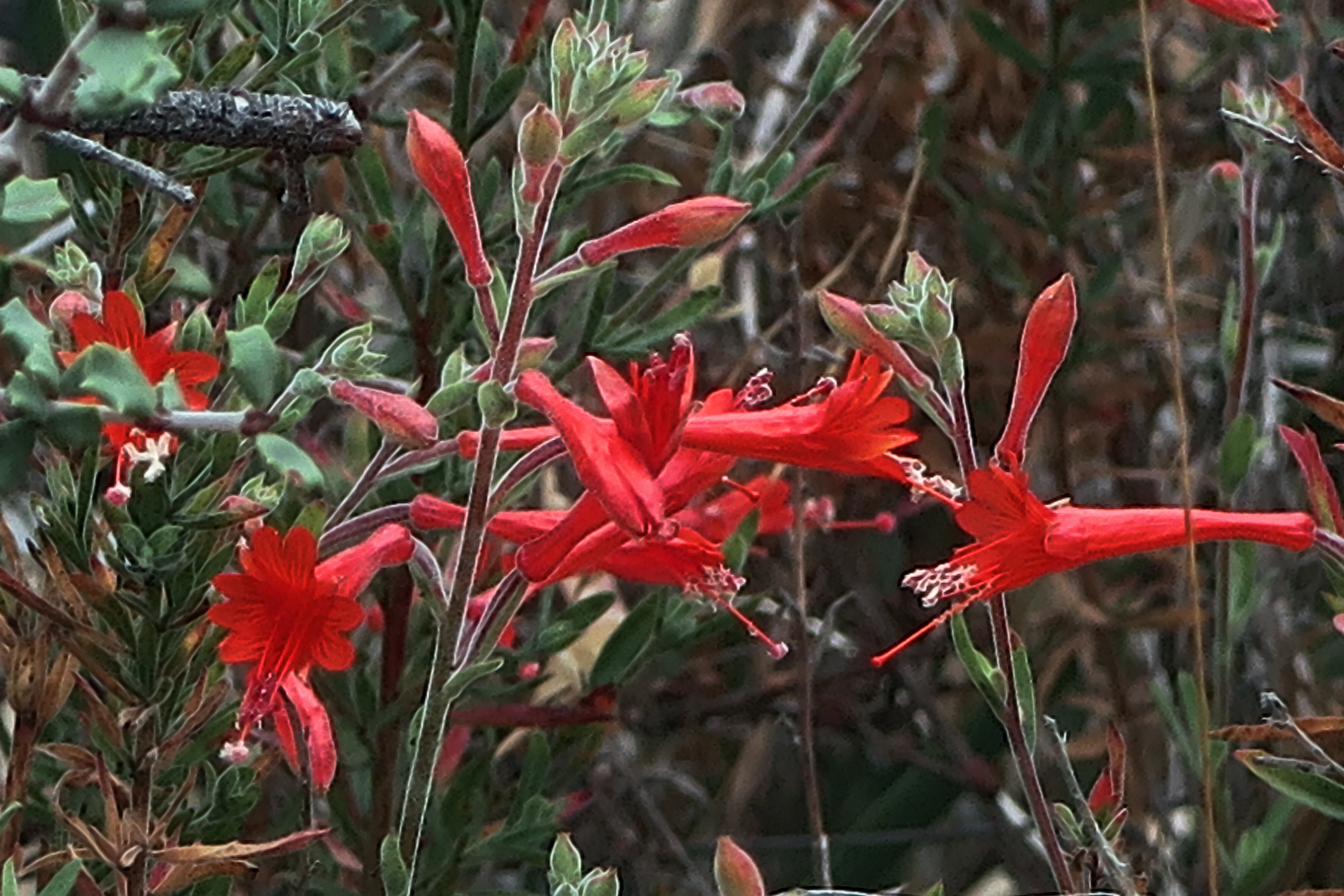 A Zauschneria of California fuchsia with bright red flowers