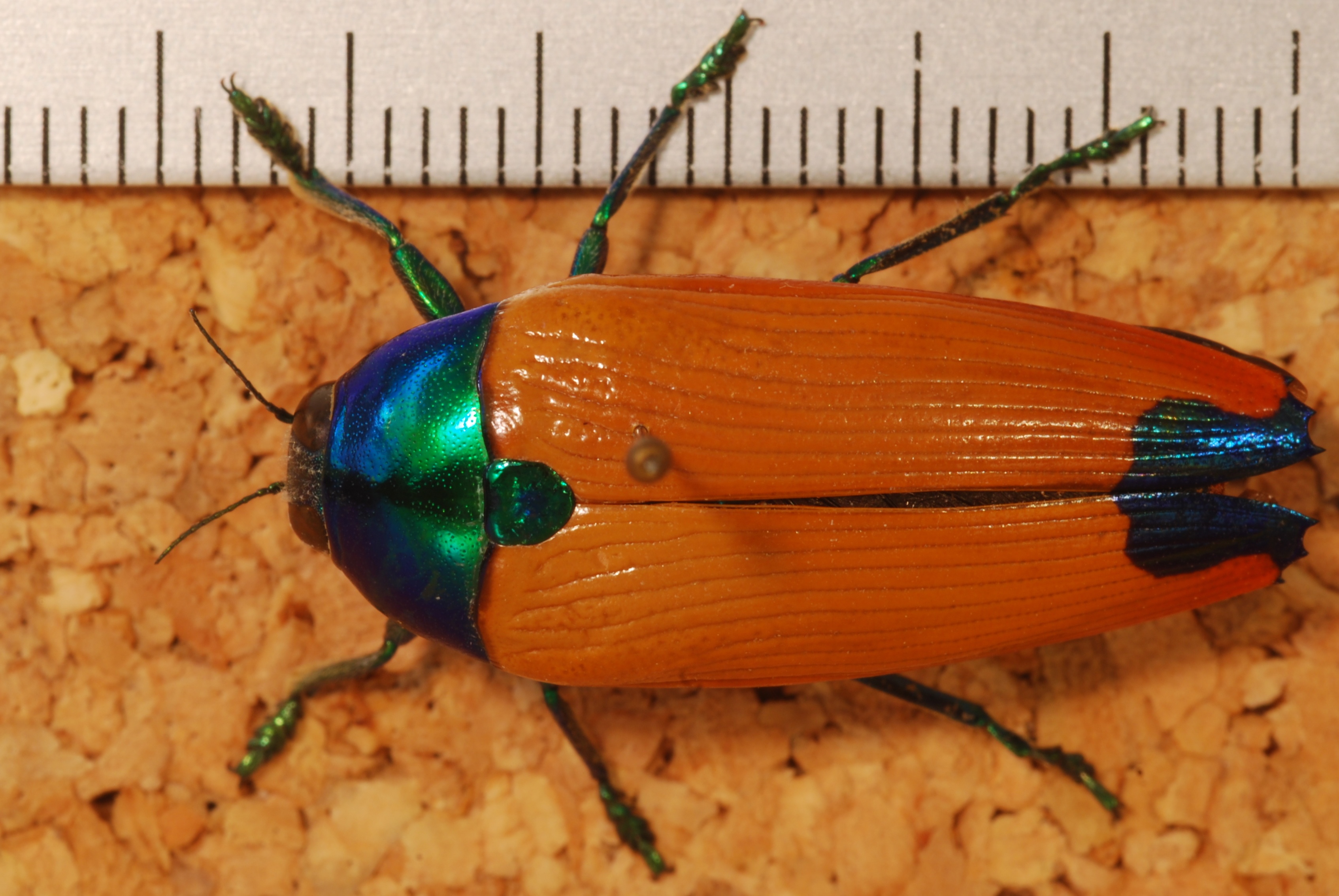 Jewel Beetle (Metaxymorpha gloriosa) (8288224176).jpg