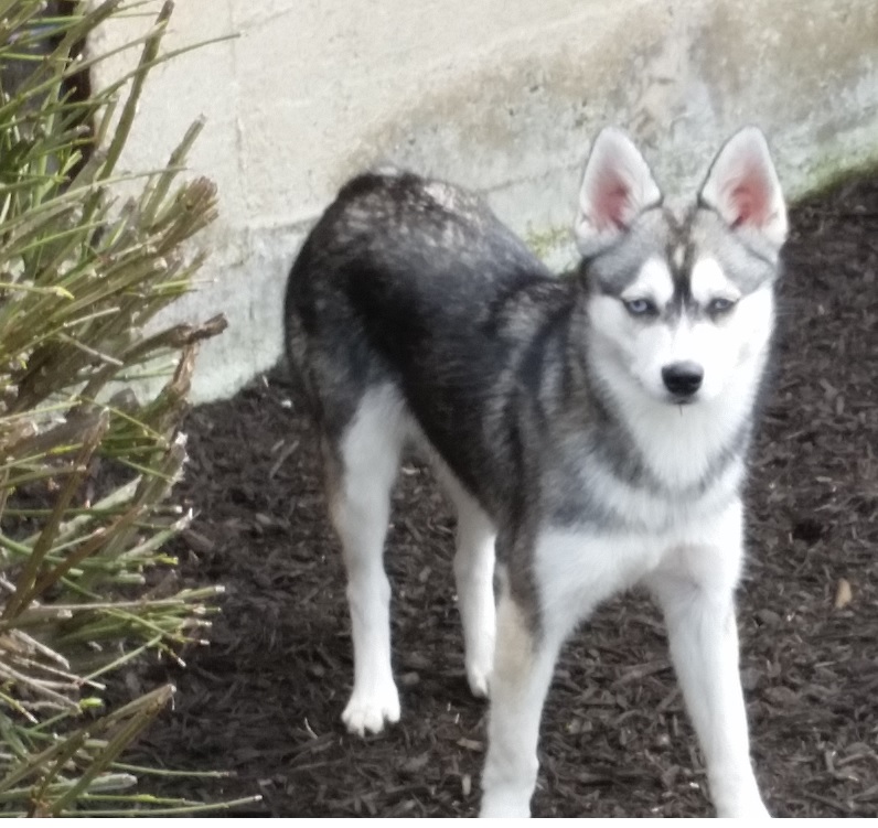 Alaskan Klee Kai - Wikipedia