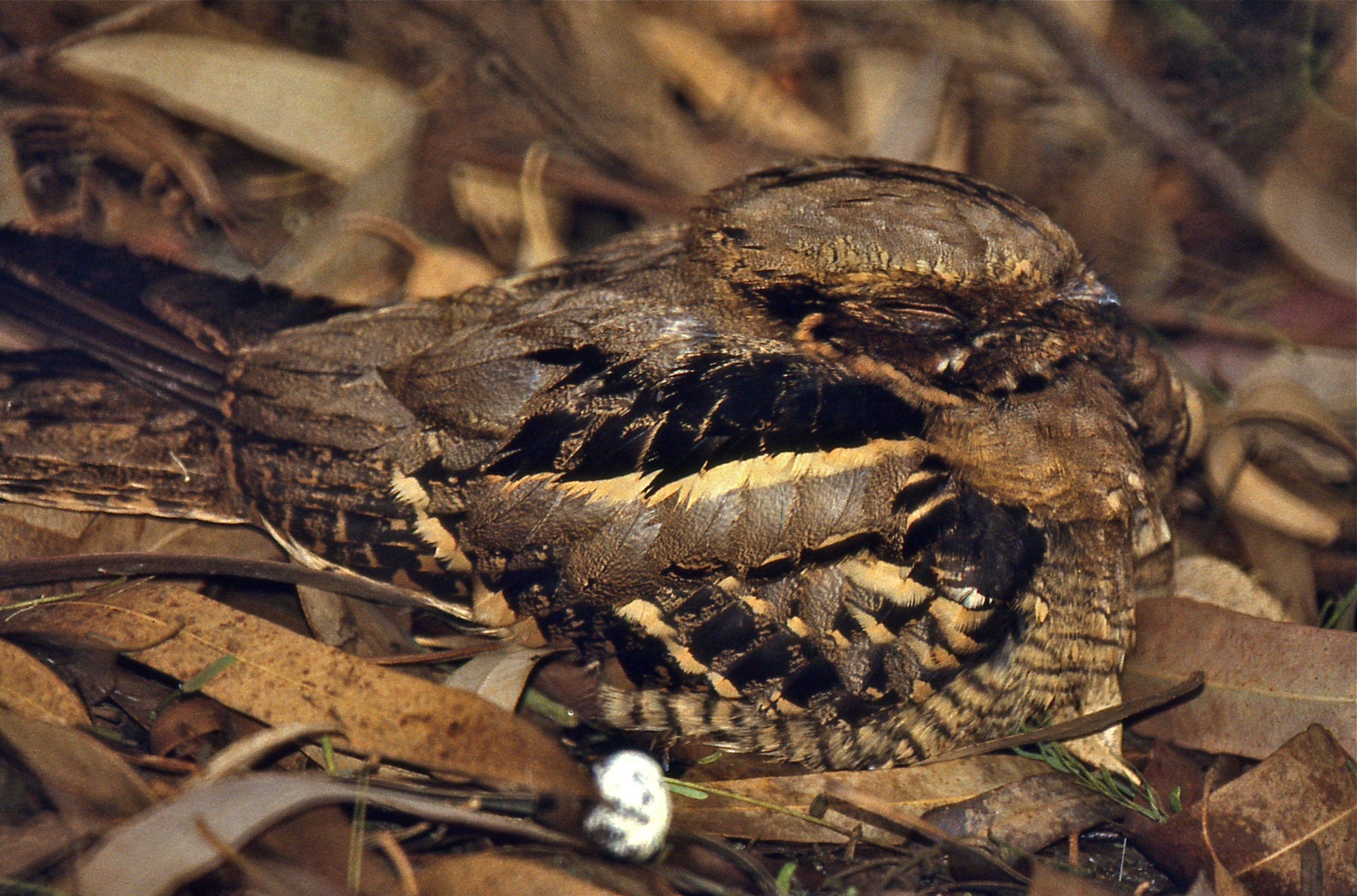 Large-tailed Nightjar (Caprimulgus macrurus) (20190829563).jpg