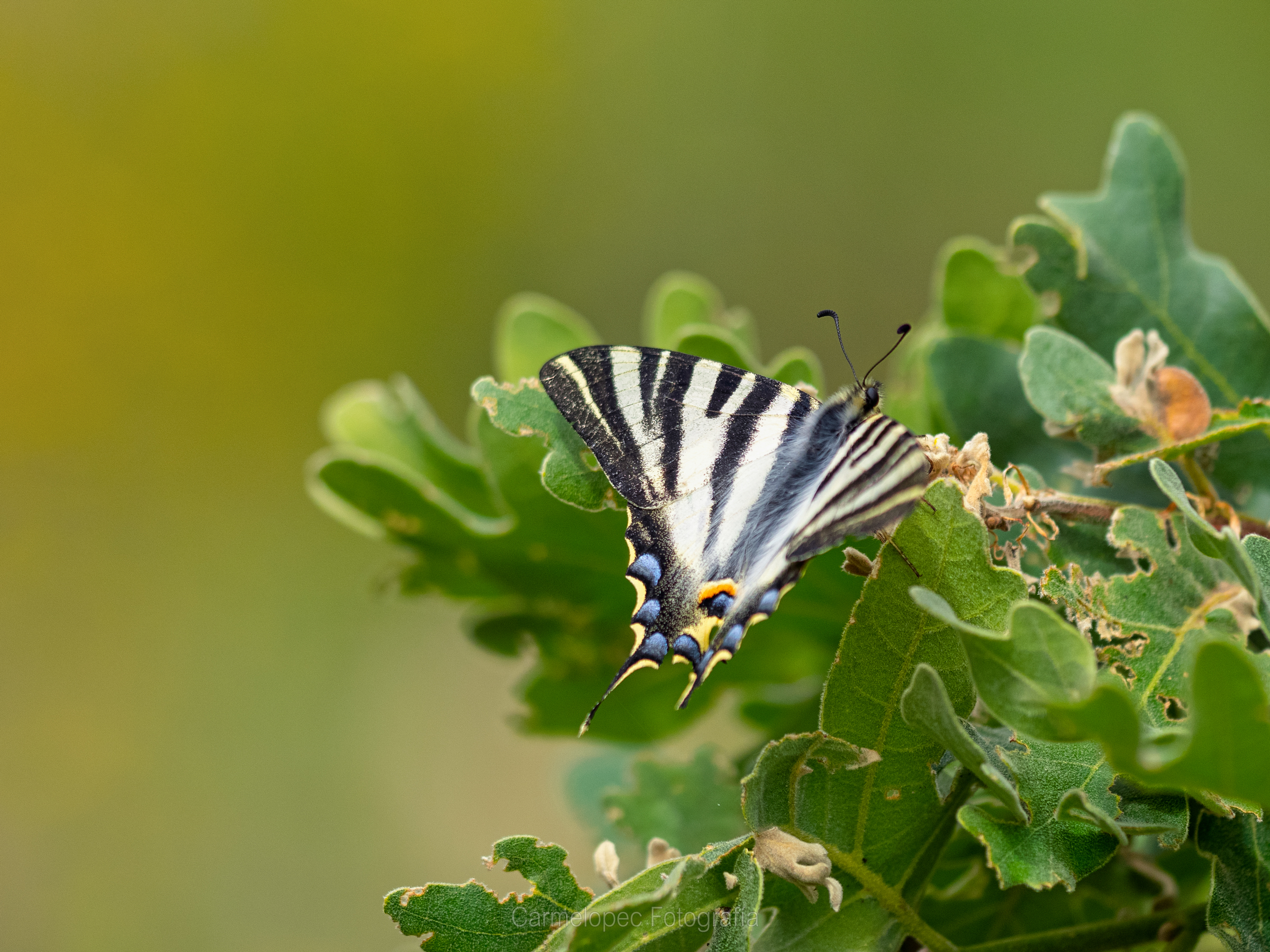 Cuanto tiempo viven las mariposas