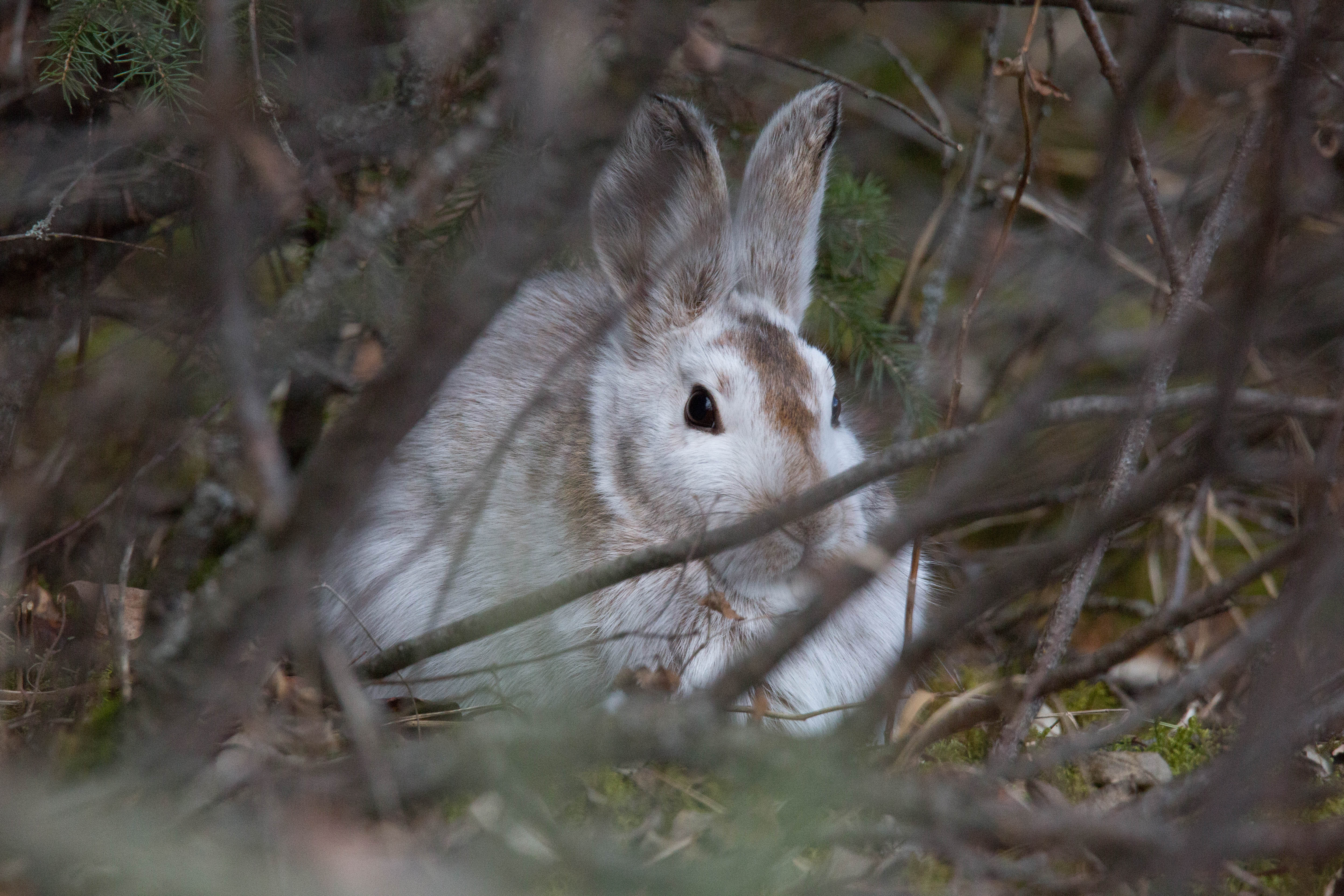 lepus americanus