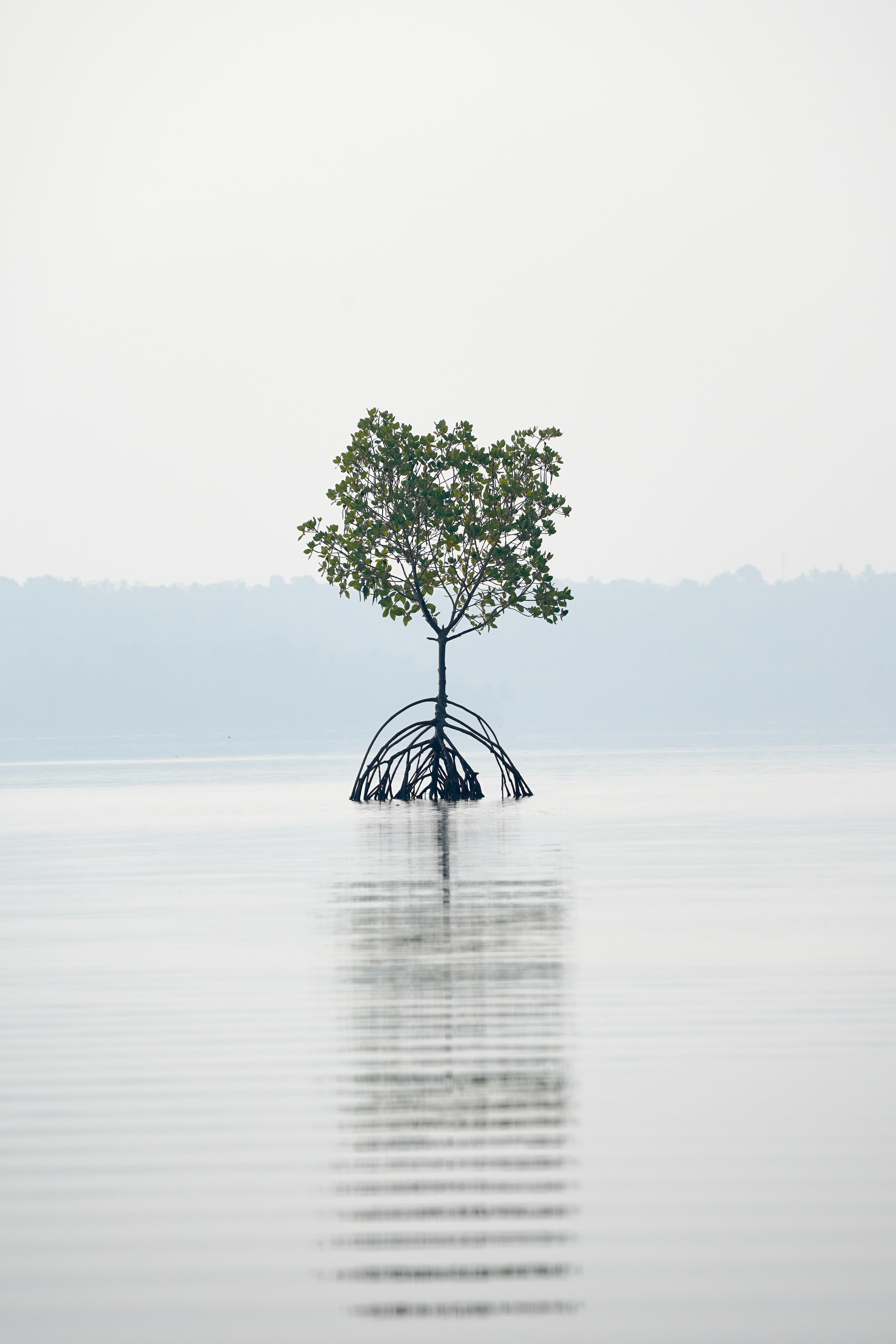 File:Mangrove Reflection Ashtamudi Kollam Kerala Mar22 A7C  -  Wikimedia Commons