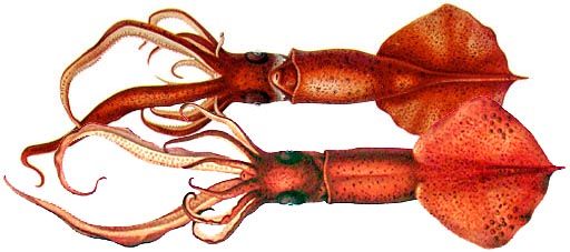 File:Mastigoteuthis flammea.jpg