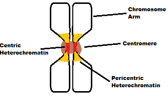 Mitoticchromosom