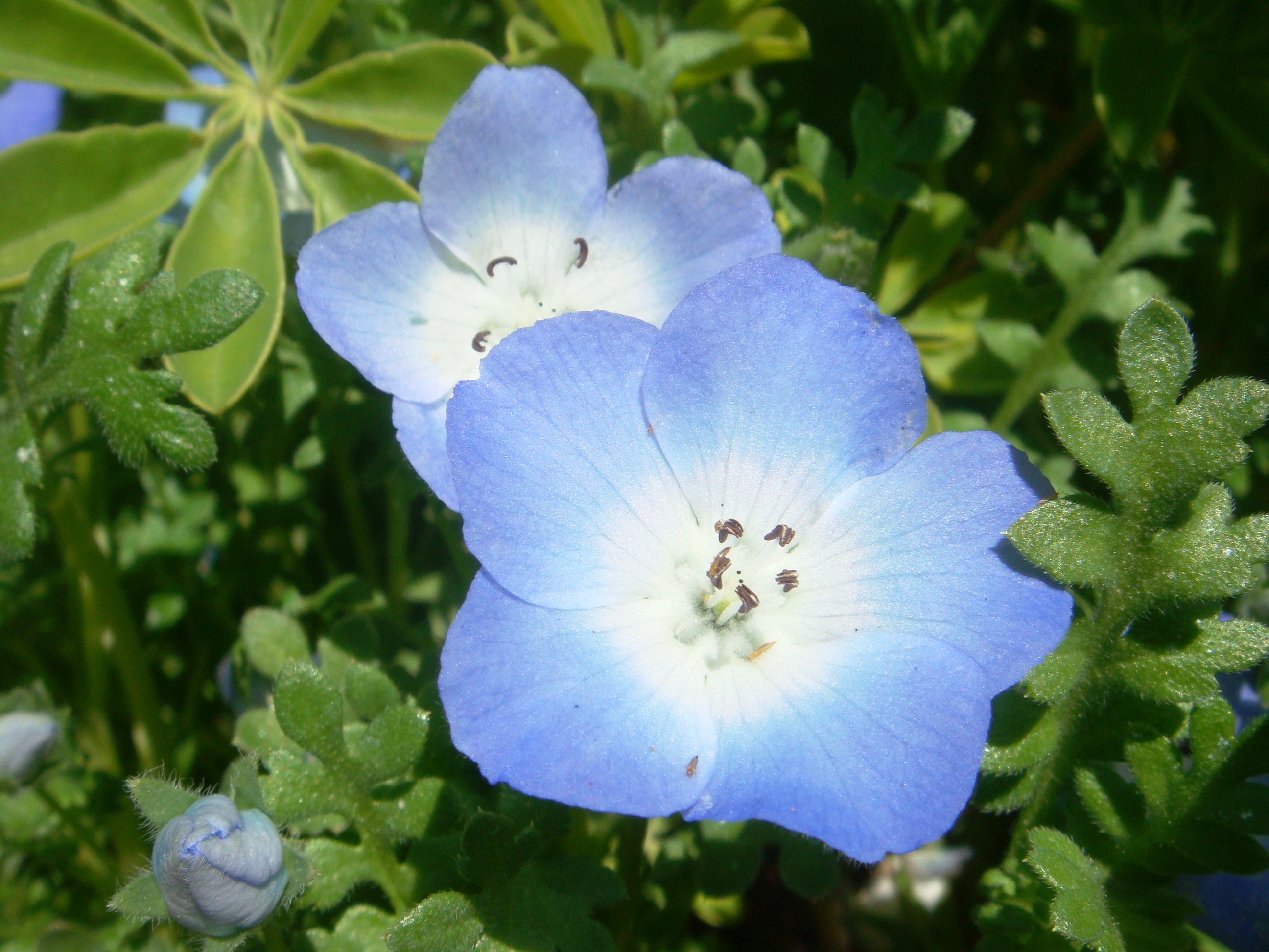 Nemophila Baby Blue Eyes