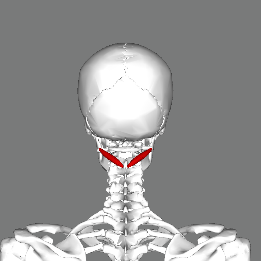 Затылочные мышцы. Большая задняя прямая мышца головы (m. rectus capitis posterior Major). Подзатылочные мышцы головы анатомия. Подзатылочные мышцы шеи анатомия. Rectus capitis lateralis.