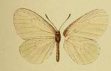 <i>Ornipholidotos paradoxa</i> Species of butterfly