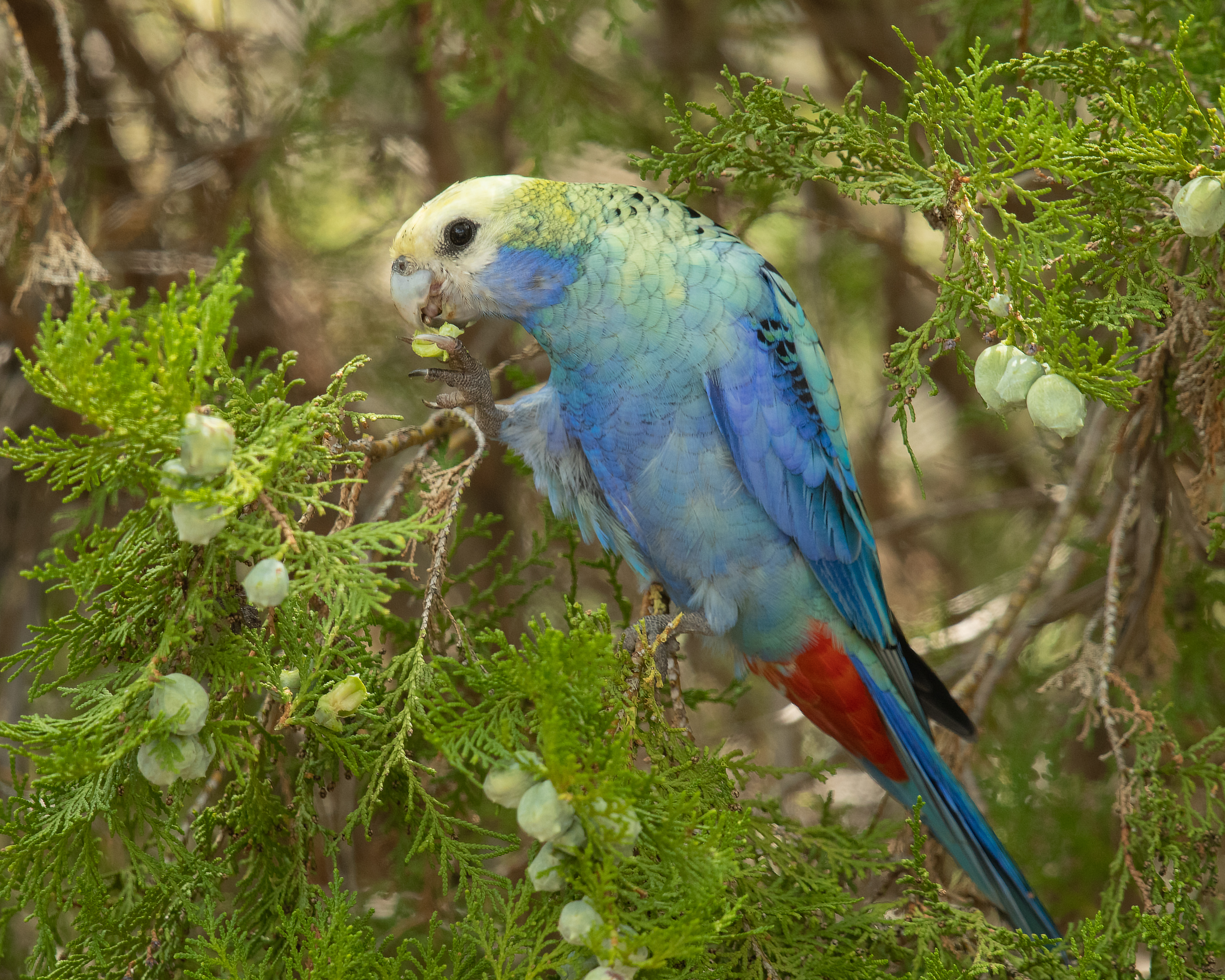 types of australian parrots