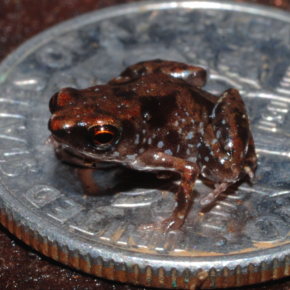 worlds smallest frog