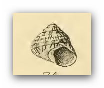 <i>Pictodiloma suavis</i> Species of gastropod