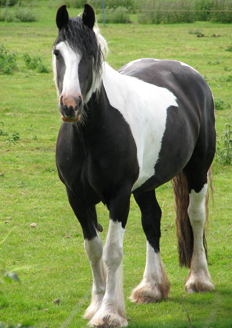 piebald horse