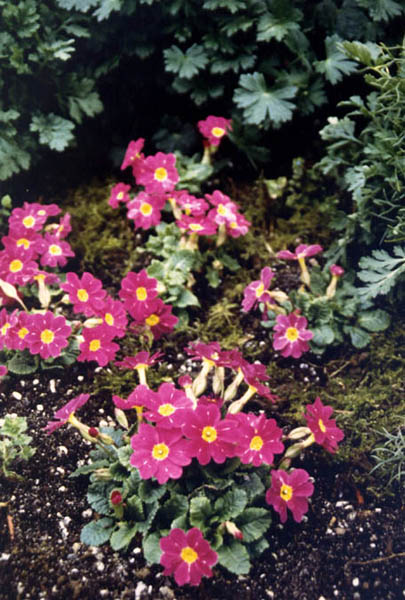 File:Primula x pruhonicensis 'Wanda' 1.jpg