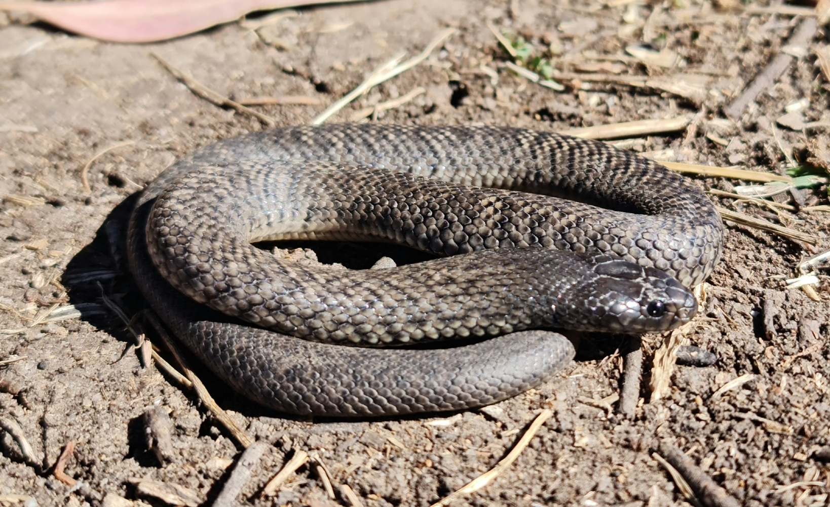 Blue-bellied black snake - Wikipedia