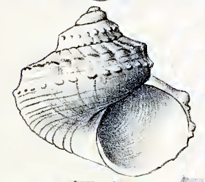 <i>Pseudostomatella erythrocoma</i> Species of gastropod