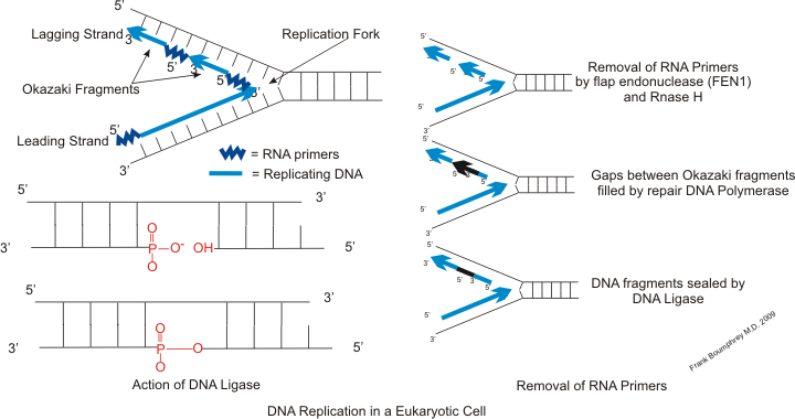 Phân loại DNA Ligase