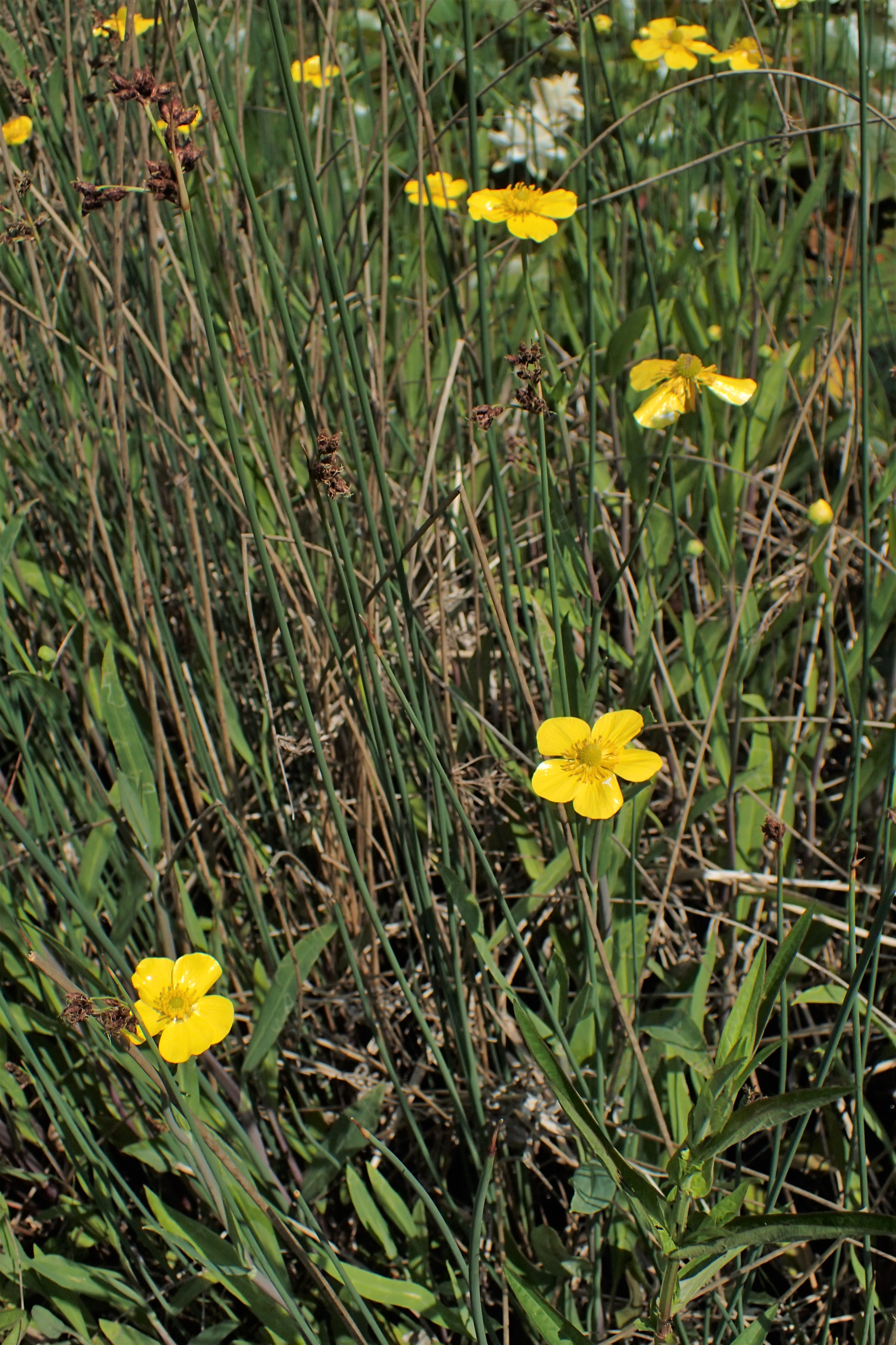 Ranunculus graminifolia