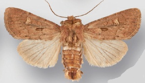 Resapamea passer