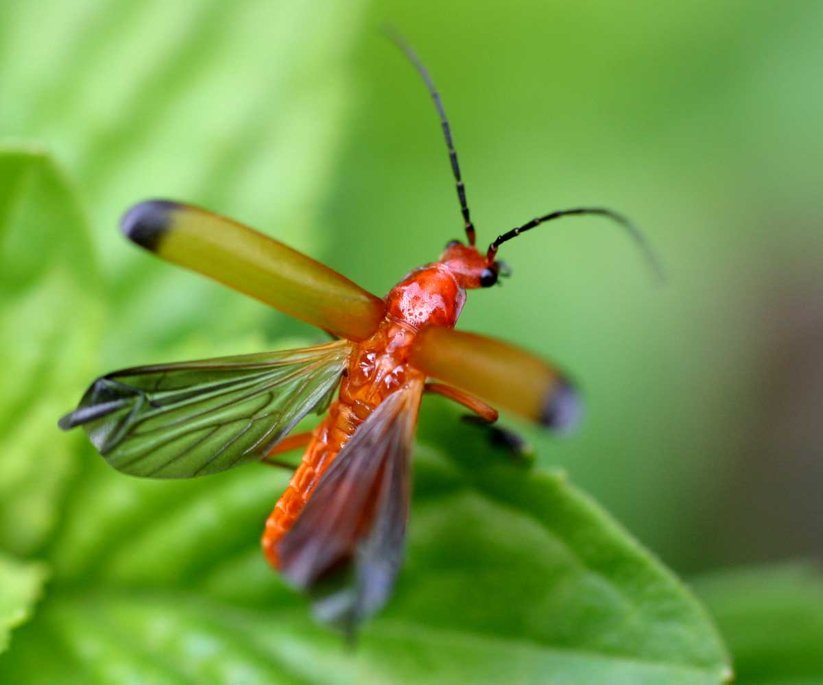 Rhagonycha_fulva01.jpg