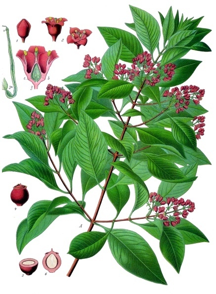 File:Santalum album - Köhler–s Medizinal-Pflanzen-128.jpg