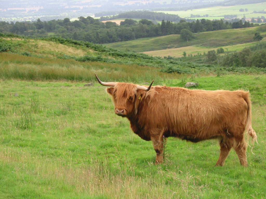 Highland cattle - Wikipedia