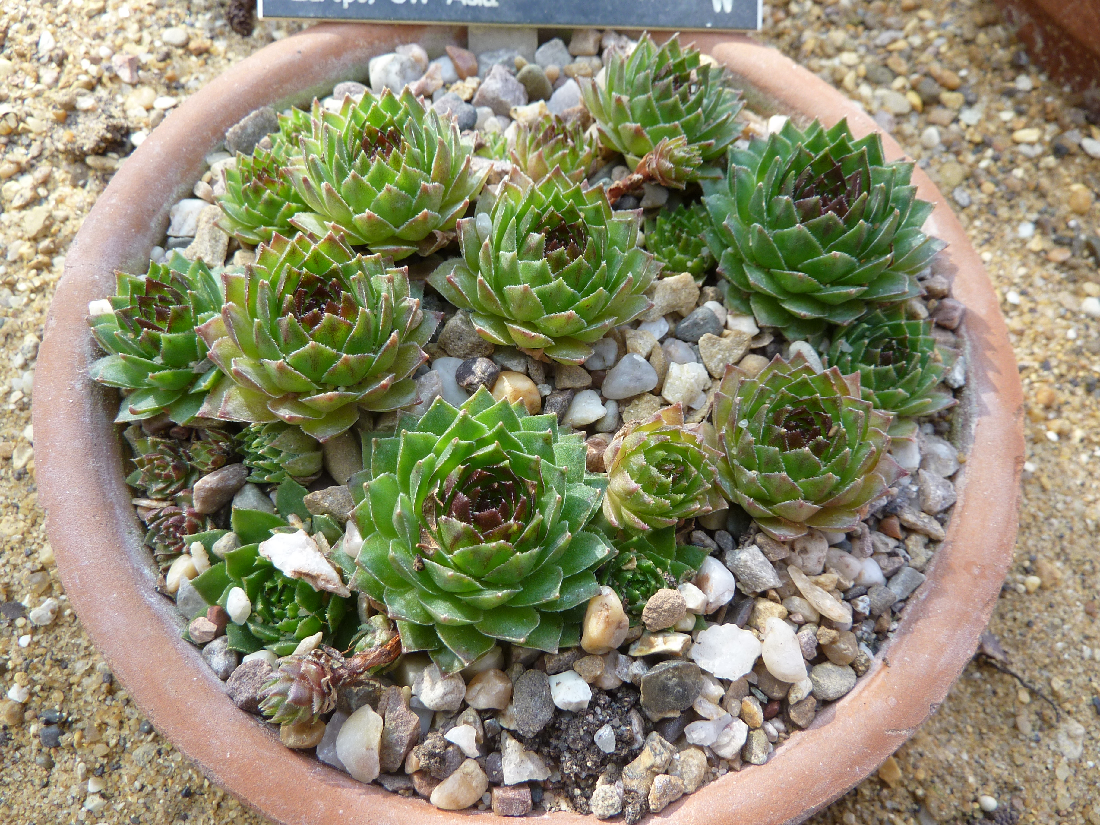 Какая земля для суккулентов. Молодило (Sempervivum). Семпервивум молодило. Камнеломка семпервивум. Камнеломка молодило.