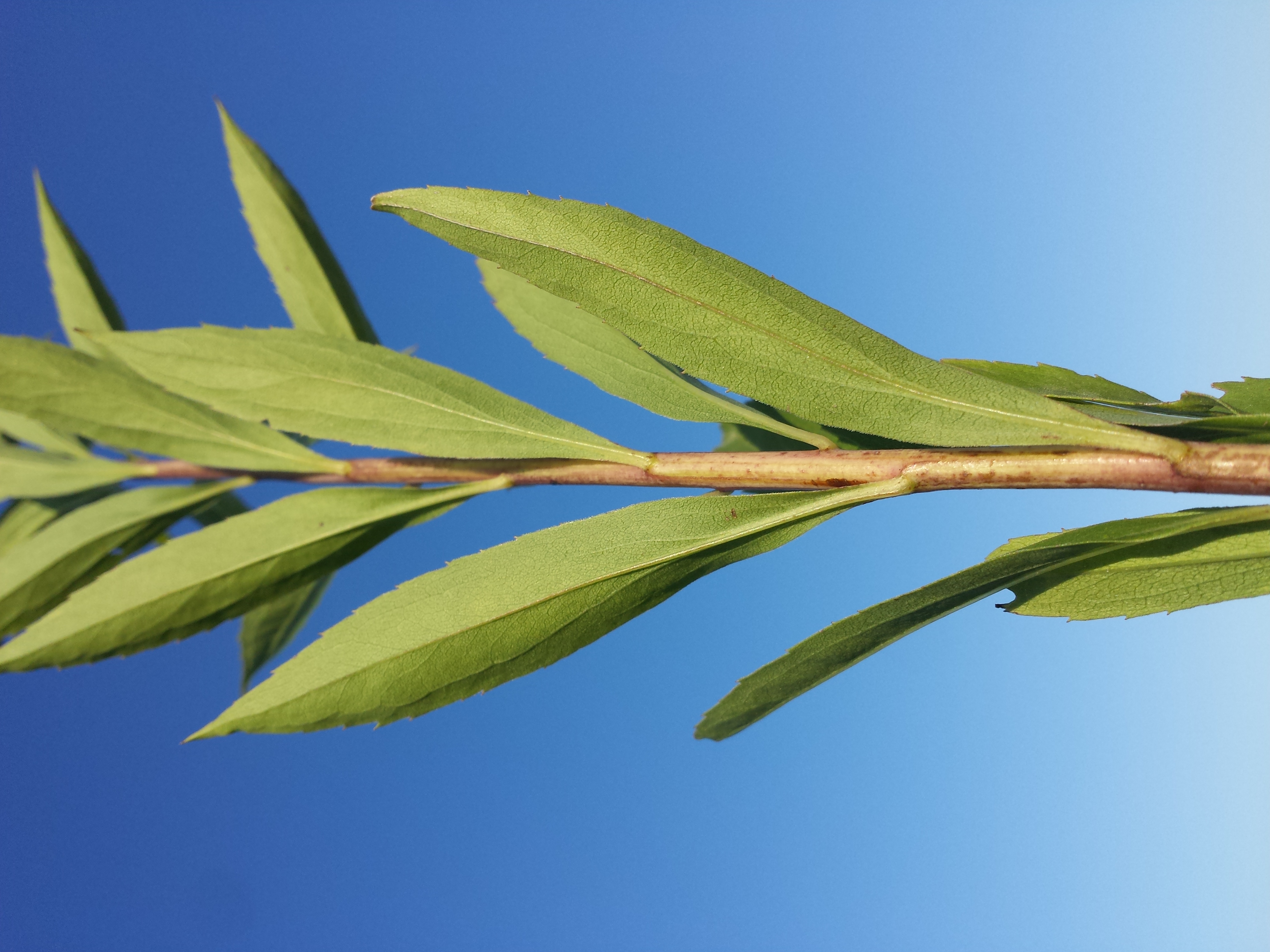 Solidago gigantea