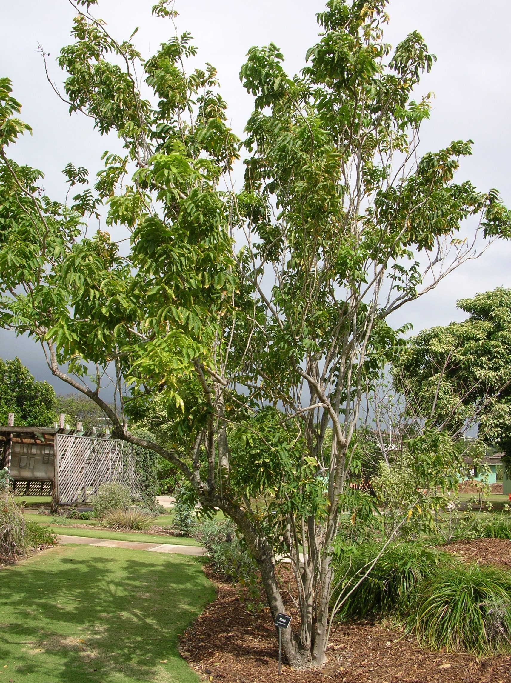 Sapindus saponaria - Wikipedia, la enciclopedia libre