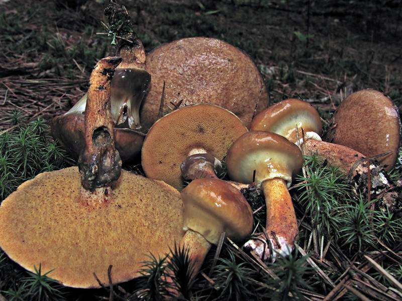 File:Suillus salmonicolor 167330.jpg